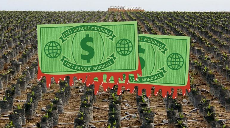 Les dollars de la Banque mondiale financent les déserts verts de palmiers à huile au Honduras Photomontage. Au premier plan, des dollars de la Banque mondiale tachés de sang- À l'arrière plan, vue aérienne sur une monoculture de palmiers à huile