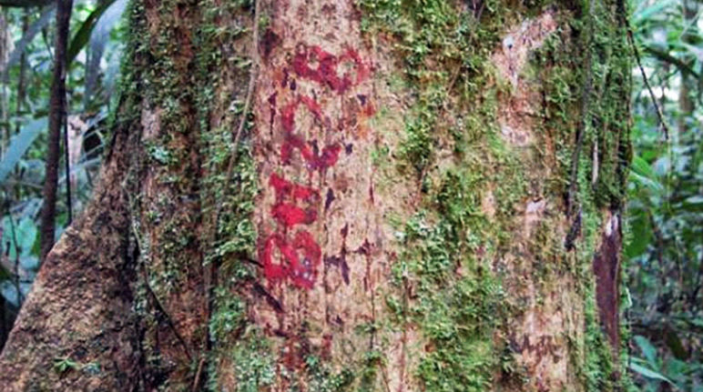 4.000 arbres géants ont déjà été marqués à destination des tronçonneuses dans la forêt Tronc d'arbre marqué de rouge dans la forêt tropicale