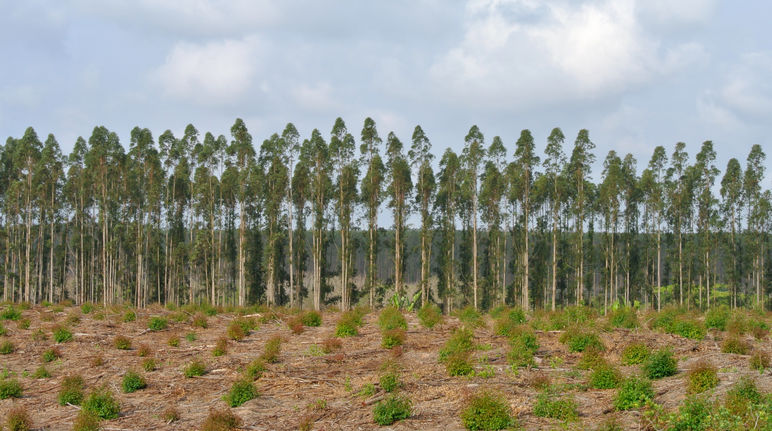 Une monoculture d’arbres en Afrique du sud