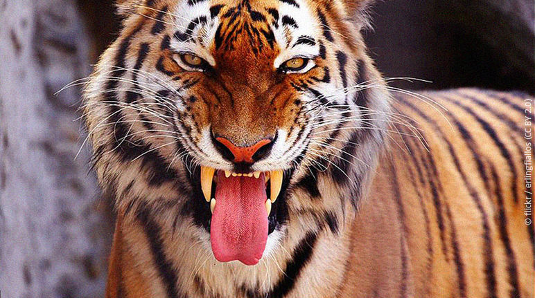 Un tigre du Bengale gueule ouverte montre ses crocs