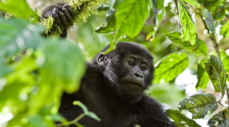 Les gorilles de montagne ne peuvent survivre que dans des forêts strictement protégées Gorille