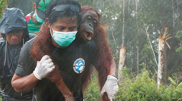 Sur fond de forêt défrichée, l'air grave, trois hommes portent secours à un orang-outan. L'un le transporte sur ses épaules, très concentré malgré la pluie