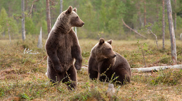 Des ours bruns à l’état sauvage : une image appartenant bientôt au passé ? Deux ours bruns dans la forêt