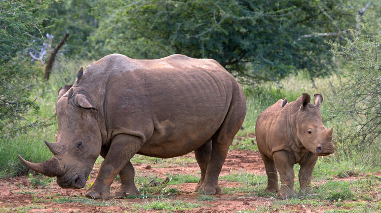 Des rhinocéros en liberté : une image appartenant bientôt au passé ? Une femelle rhinocéros et son petit rhinocéron dans la savane