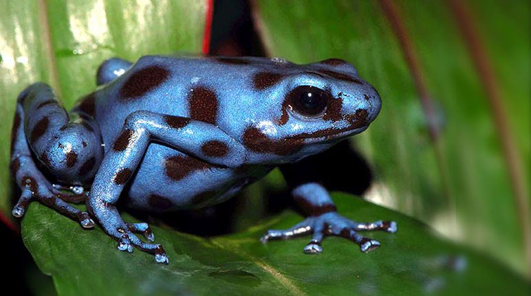 Grenouille bleue tachetée de noir sur une feuille