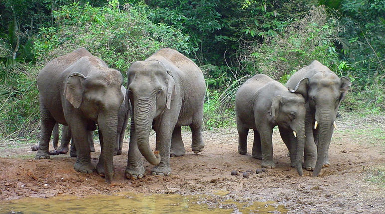 Eléphants au Cambodge