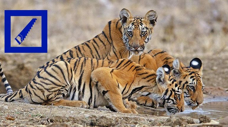 Trois tigres du Bengale autour d'un point d'eau