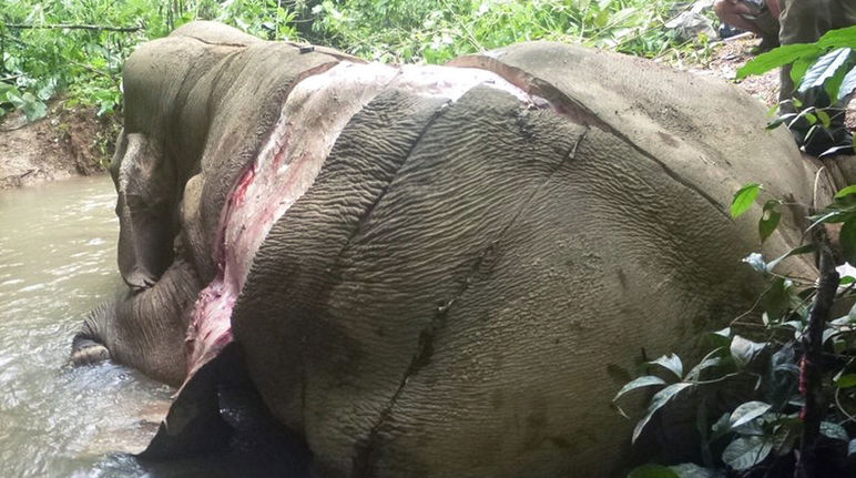 La carcasse écorchée d’un éléphant dans la jungle de Birmanie (Myanmar)