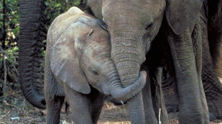 Une femelle éléphant et son petit éléphanteau tête contre tête, la trompe nouée