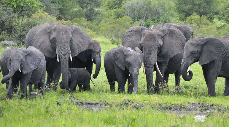 Un bébé éléphant entoure tendrement sa trompe au tour de celle de sa mère en Afrique