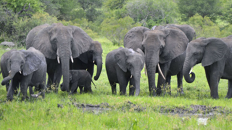 Bébé éléphant : Eléphants : Animaux : Animaux : Parc national de