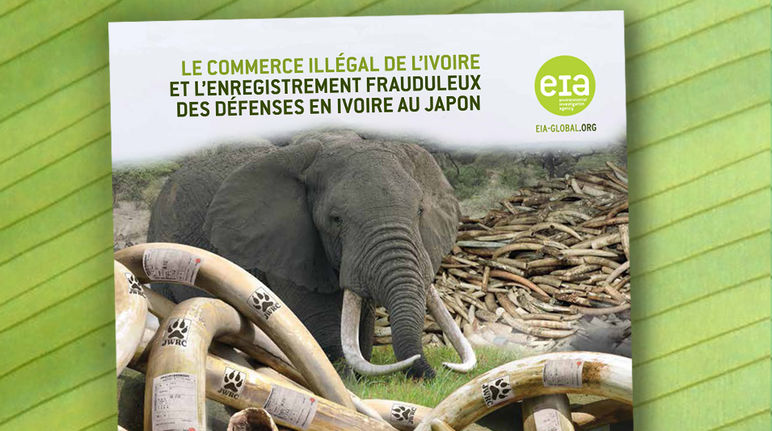 Couverture de l'étude « Le commerce illégal de L’ivoire et l’enregistrement frauduleux des défenses en ivoire au Japon », publiée par l’Environmental Investigation Agency (EIA)