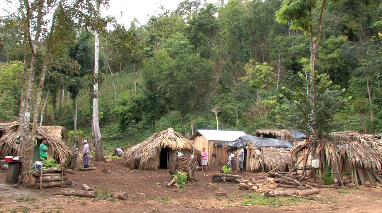 Un campement de réfugiés dans la forêt