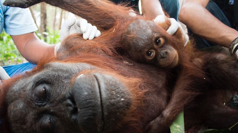 Une femelle orang-outan et son petit en train d’être secourue par une équipe de médecins