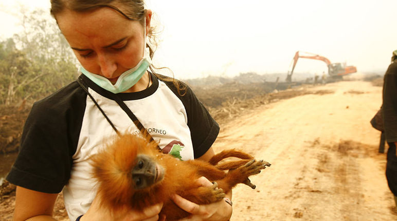 Un militant écologiste tient dans ses bras un bébé primate victime de la destruction de son habitat naturel