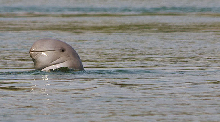 Les dauphins de l'Irrawaddy sont aussi menacés par la centrale hydroélectrique de Don Sahong En Thaïlande, des manifestant brandissent des pancartes pour s’opposer à la construction de barrages sur le fleuve Mékong
