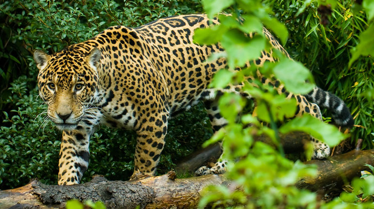 Un jaguar dans la forêt tropicale