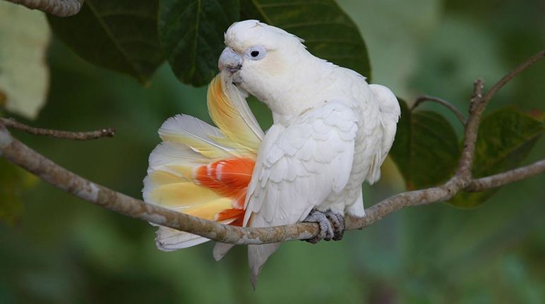 Un cacatoès des Philippines fait sa toilette sur une branche. Ses plumes sont blanches à l'exception de la face intérieure de sa queue qui est rouge