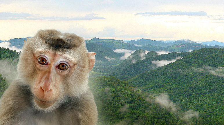 Un Singe nous regarde l’air inquiet avec en arrière plan les forêts du Complexe forestier de Dong Phayayen-Khao Yai en Thaïlande