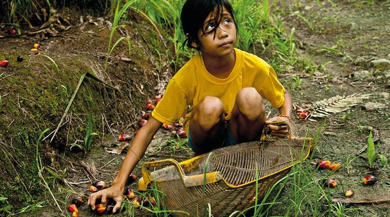 Une jeune fille récolte des fruits sur une plantation de palmiers à huile