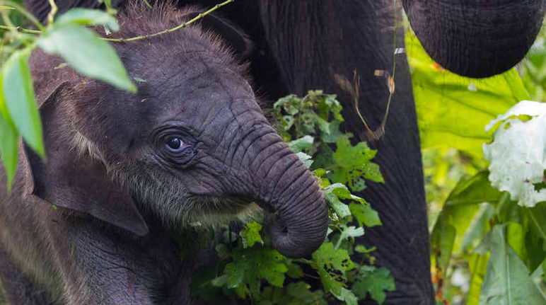 Une décision cruciale sera prise demain pour stopper les destructions Un éléphanteau dans la forêt de l’écosystème de Leuser en Indonésie