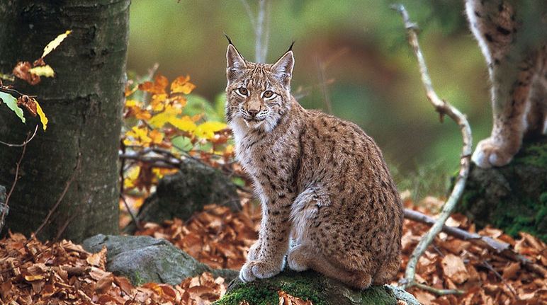 Un lynx des Balkans assis au milieu de la forêt nous fixe tendrement