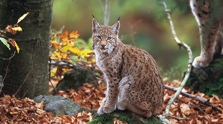 Le lynx des Balkans est menacé par un projet de barrages Un lynx des Balkans assis au milieu de la forêt nous fixe tendrement