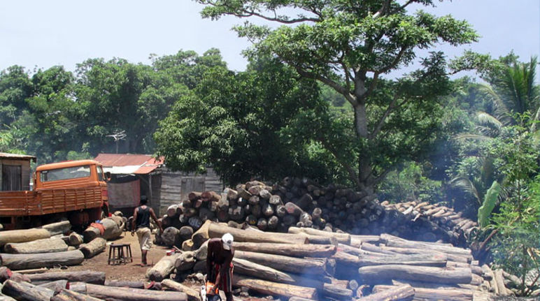 Bois précieux abattus illégalement près du Parc National de Masoala à Madagascar