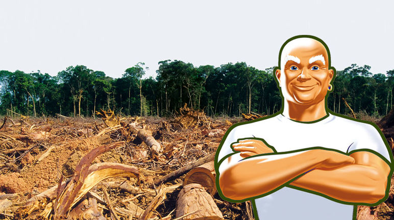 Procter & Gamble acceptera d'acheter de l’huile de palme issue de la déforestation jusqu'en 2020 Photomontage : Mr Propre pose fièrement devant une forêt défrichée