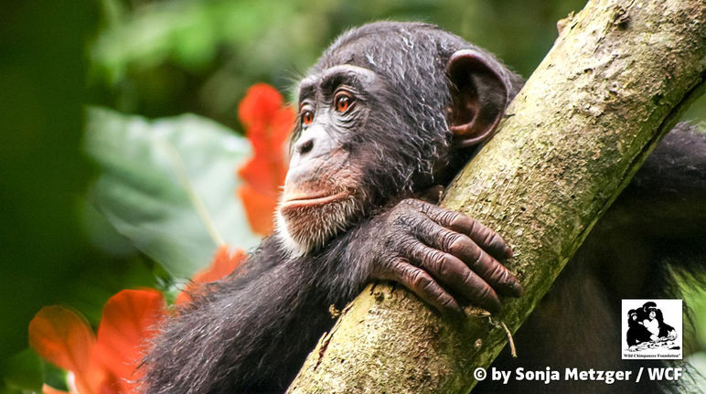 Les forêts du Libéria offrent un habitat aux chimpanzés