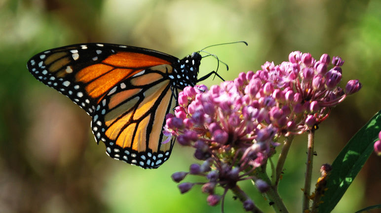 Vue de profil d’un papillon Monarque (Danaus plexippus) sur une plante asclépiade rose.