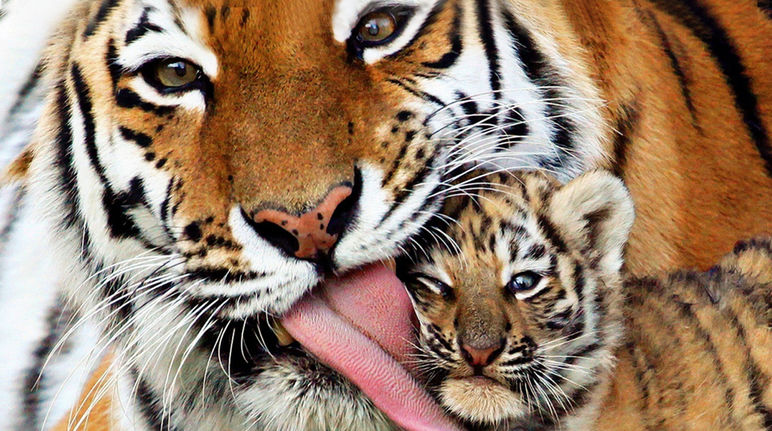 Environ 100 tigres du Bengale vivent dans les mangroves des Sundarbans Gros plan sur un tigre léchant la tête de son petit tigron