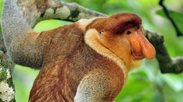 Le singe nasique (Nasalis larvatus) est endémique de l'île de Bornéo