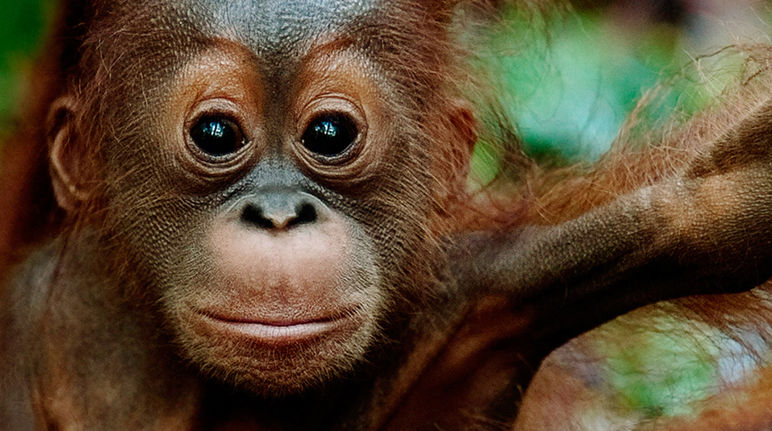 Un orang-outan est assis sur la branche d’un arbre mort avec comme fond une forêt défrichée