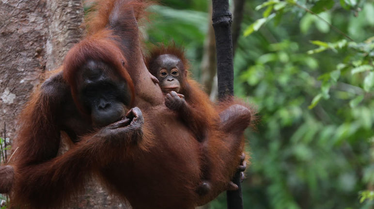 L’habitat des orangs-outans doit être restauré Des orangs-outans dans le Parc national Tanjung Puting en Indonésie