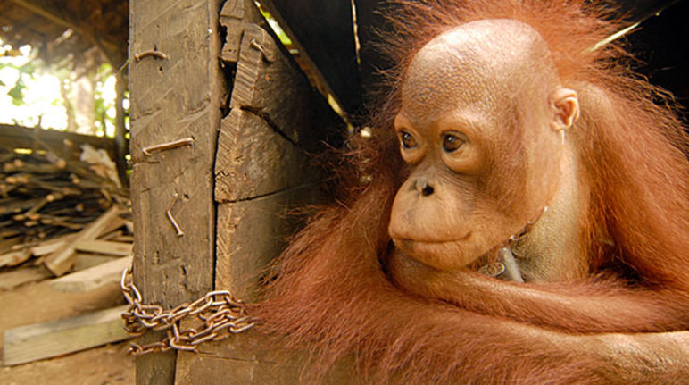 La mère de ce jeune orang-outan a été tuée dans les plantations de palmiers à huile