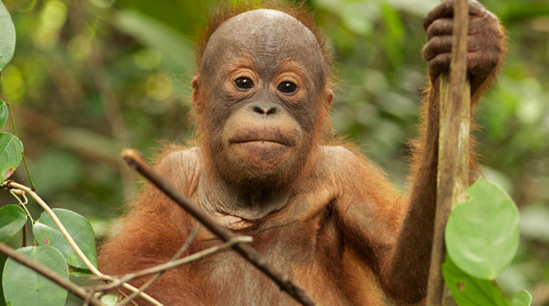 Tripa reste l'habitat des orangs-outans de Sumatra Un jeune orang-outan assis nous regarde