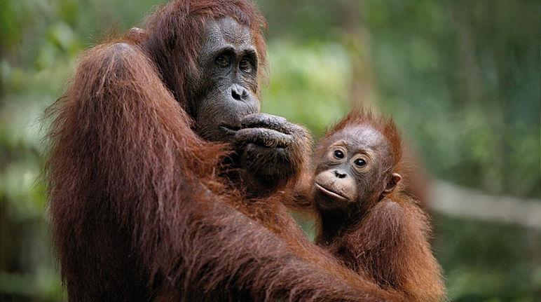Une mère orang-outan et son enfant nous regardent d'air songeur. Leur sort est entre les mains de l'Homme.