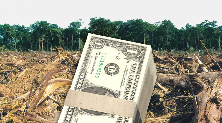 Une liasse de dollars de banque devant une forêt tropicale humide défrichée pour être convertie en plantation d’huile de palme