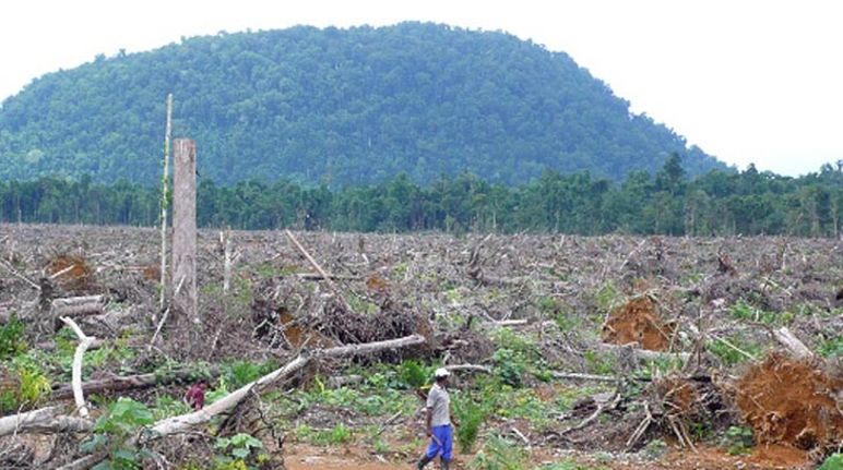 Déforestation pour l’huile de palme en Indonésie