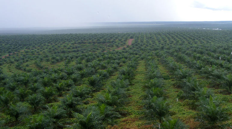 Raison principale de la destruction des forêts pluviales d'Indonésie : les plantations de palmier à huile Plants de palmiers à huile dans une plantation en Indonésie