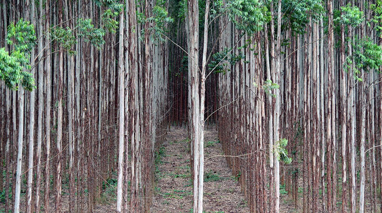 Des arbres au fin tronc alignés en rang et régulièrement à perte de vue dans une monoculture industrielle au Brésil
