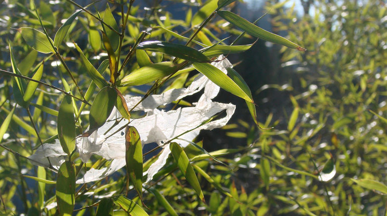 plastiktuete-natur.jpg