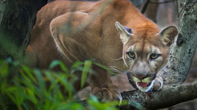 Un puma faisant le guet sur une branche en Amérique