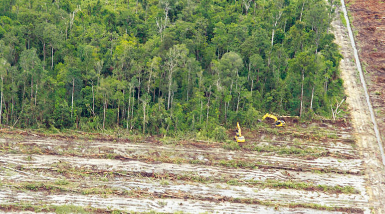 Déforestation pour l’huile de palme