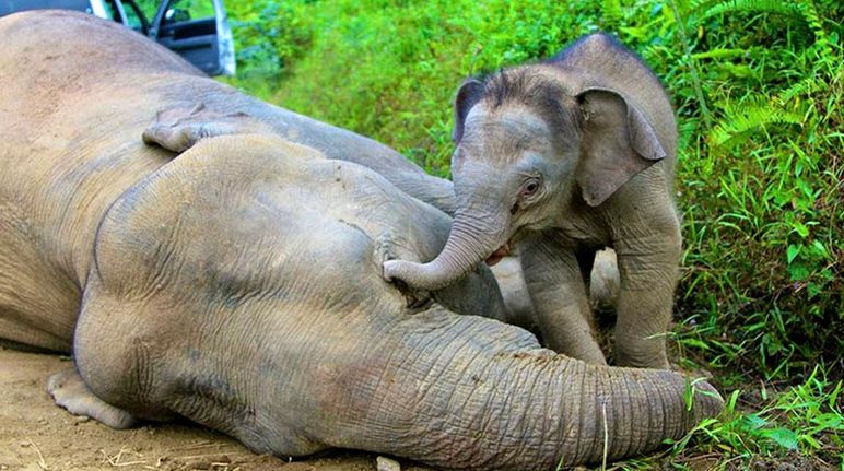Avec sa trompe, un éléphanteau essaie de réanimer sa mère gisant sur le sol