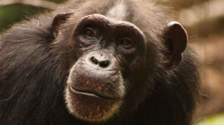 Un chimpanzé d’Afrique occidentale (Pan troglodytes verus), espèce menacée d'extinction selon l'UICN