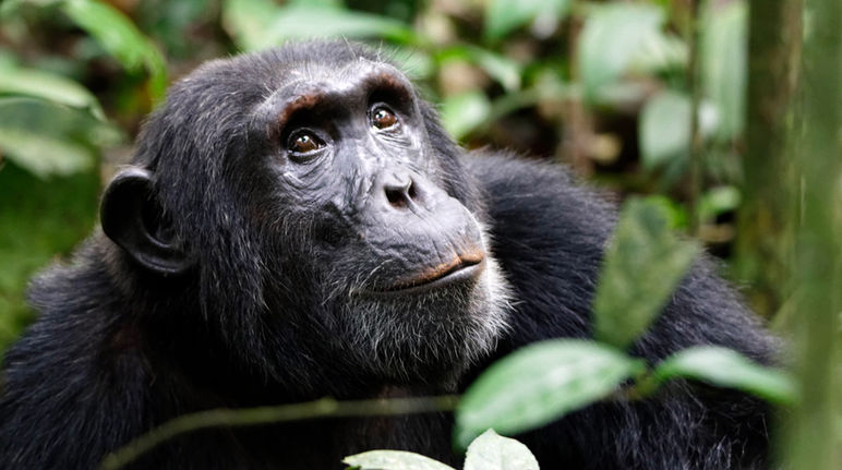 Un chimpanzé regarde vers le ciel dans la forêt tropicale