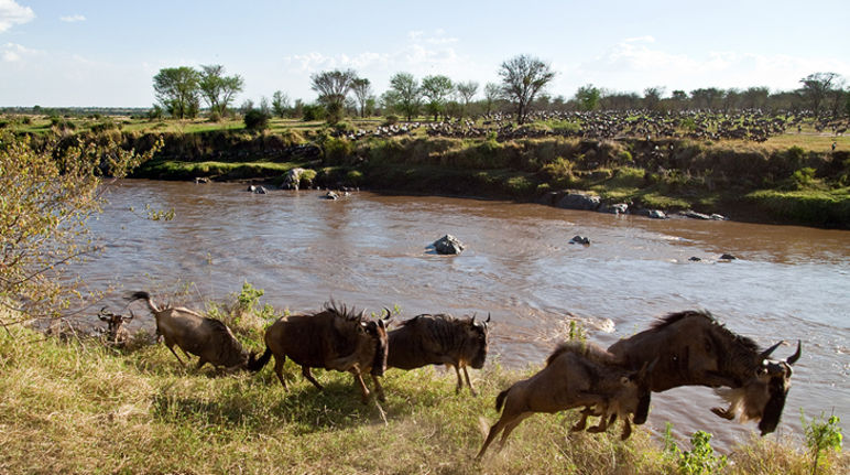 Des gnous courent et sautent le long d’une rivière dans le Serengeti