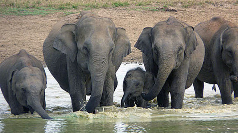 Eléphants du Sri Lanka (source: mongabay.com)